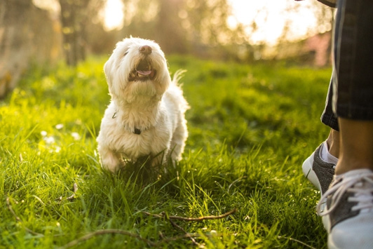 dog looking up at owner