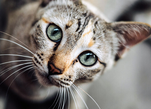 Striped Cat