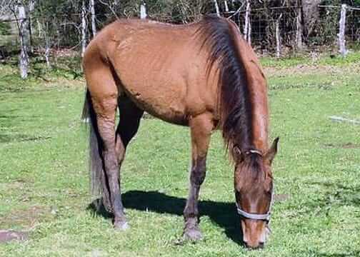 Jessi rescued horse