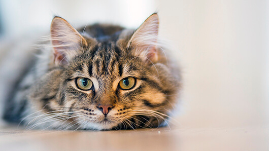 Tabby