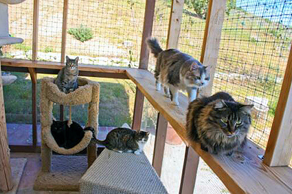 Save a Kitty: LA County