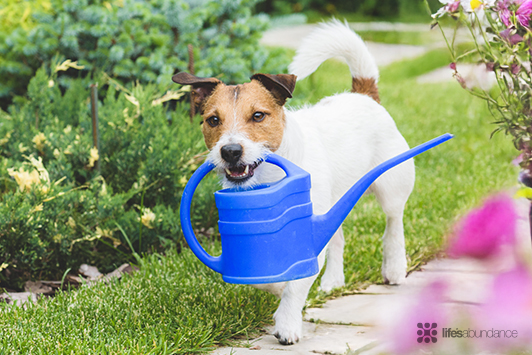 Dog and Cat Safe Garden Plants: A Complete Guide