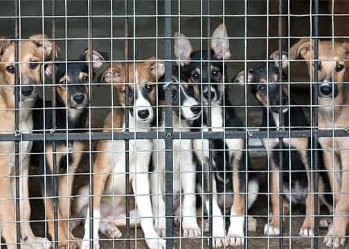 Dog Pen