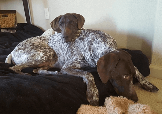 foster-cuddle