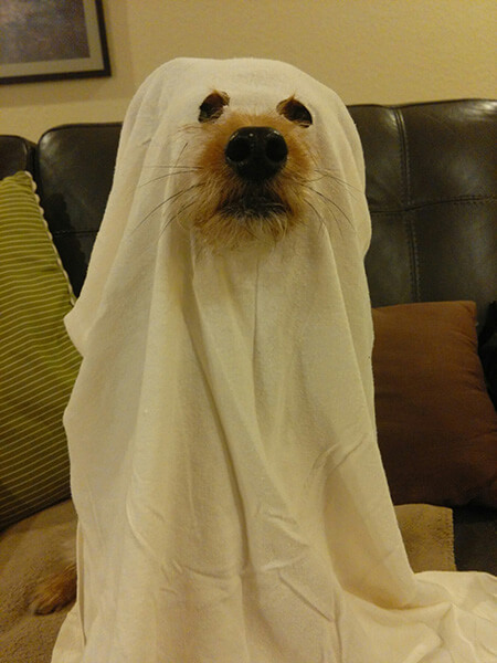 Wendell Ghost
