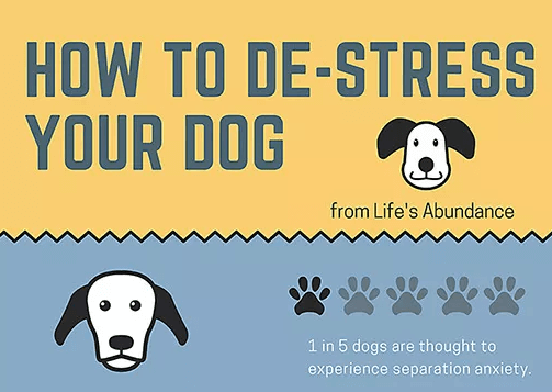 Does Your Dog Have Anxiety? Find Solutions
