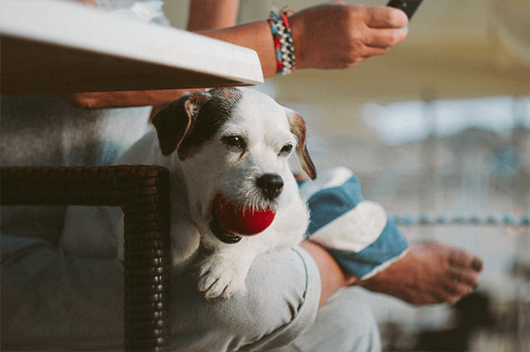 lap-dog-ball