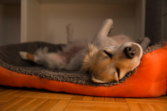 dog laying on back