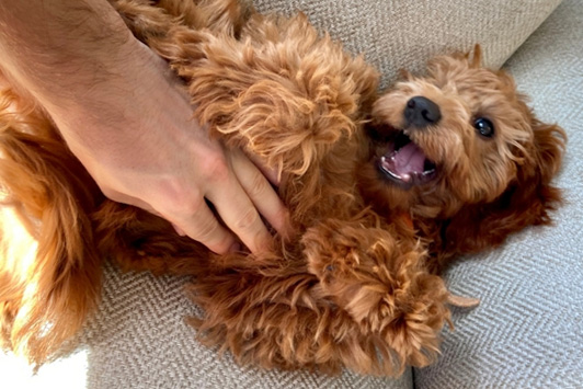 owner giving dog belly rub