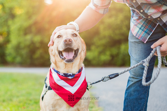 4th of July Dog Safety: Fireworks, Food, and More