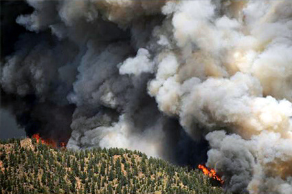 Foundation Helps Dogs and Cats After Colorado Wildfires