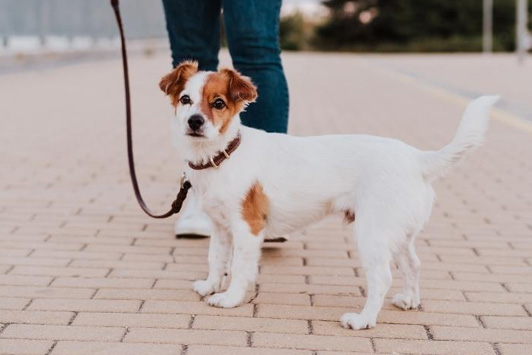 Why Dogs Mark Inside the House and How to Stop It
