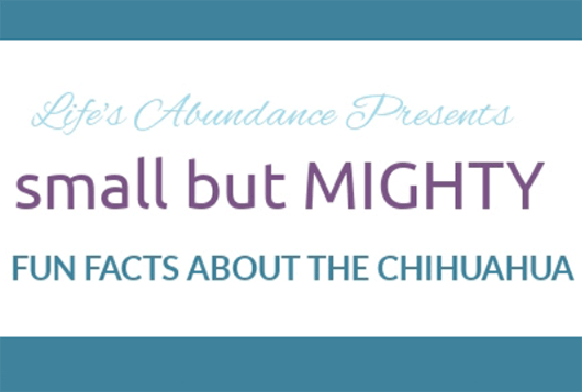 Chihuahua Facts: Small Breed Essentials