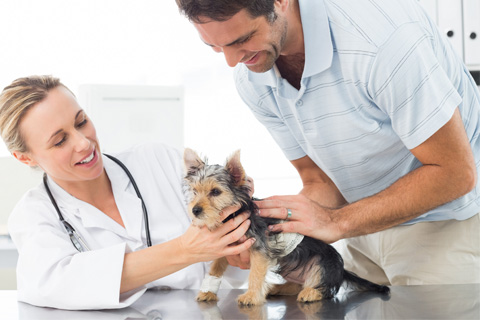 End-of-Life Care for Dogs: Compassionate Guidance