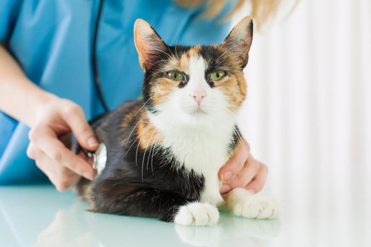 Meow Mix Cat Food Recall: Salmonella Contamination Alert