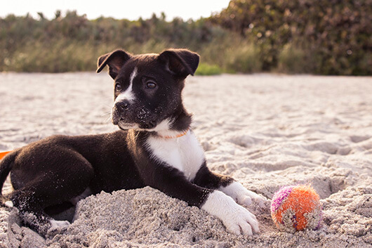 smart-puppy-on-beach