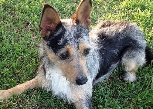 Bandit