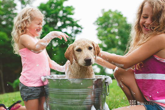 Spring Grooming Tips to Revitalize Your Dog & Cat Coats