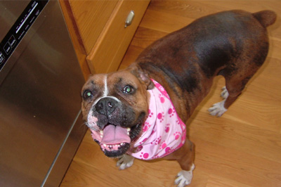 Boxer Rescue Gets Foundation Grant for Vet Care