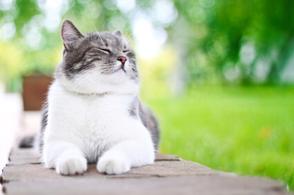 Feline Asthma: Signs, Causes, and Treatment for Cats