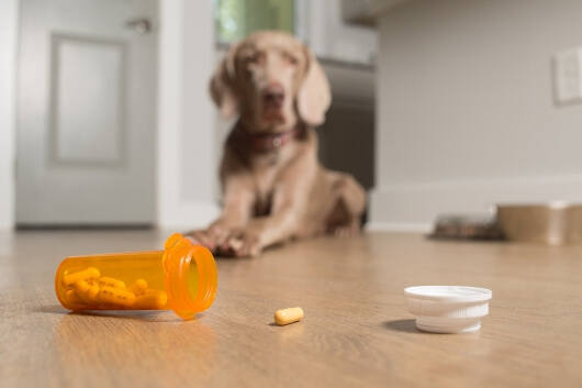 pill-spill-dog