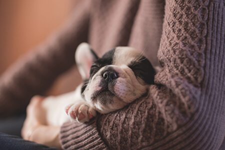 How to Support Animal Rescue Organizations