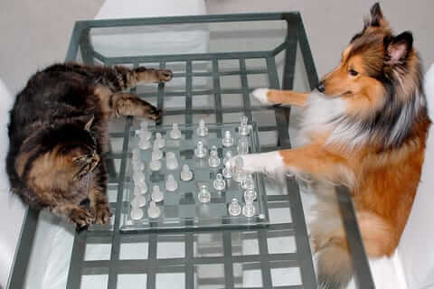 Cat and Dog playing chess