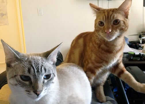 Buster & Hobbes