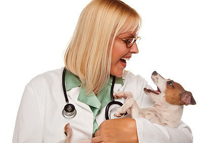 Hidden Signs Your Dog Is Sick: How to Detect Illness Early