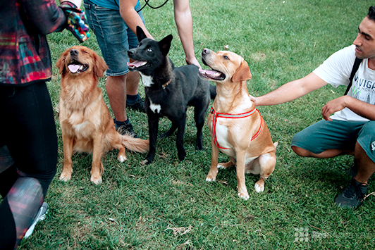 three dogs meeting up with each other at the park