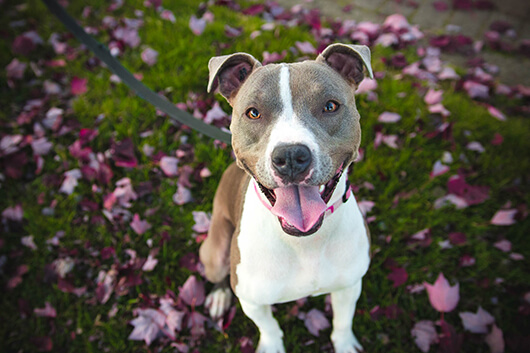 happy-pittie