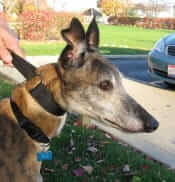 Retired Racing Greyhounds Find New Homes in Cincinnati