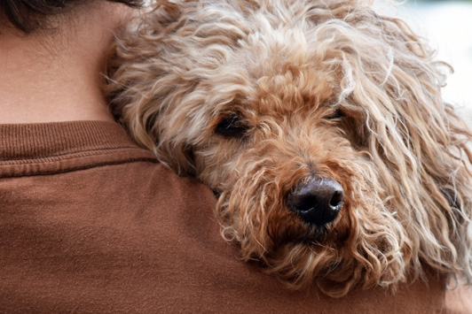 dog over person's shoulder