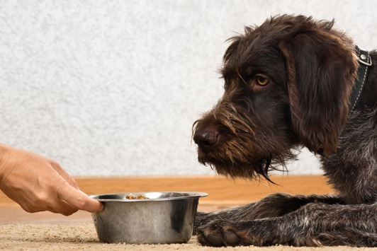 owner putting food bowl in front of dog