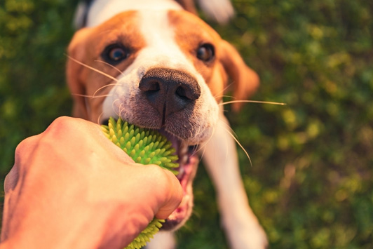 Keeping Dogs Hydrated in Summer Heat