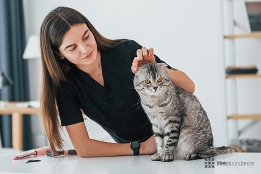 Dog and Cat Ear Cleaning at Home: Dos and Don