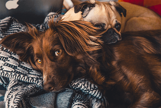 canine-buddies