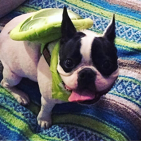 Luna Turtle