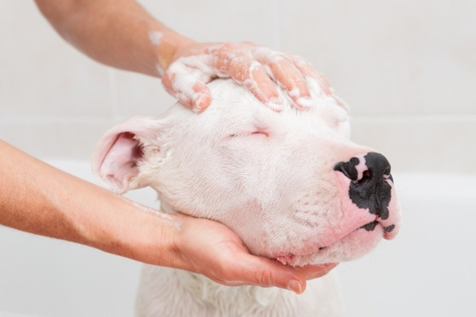 How to Bathe Your Dog: A Complete Bathing Guide
