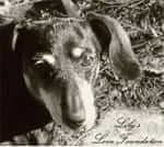 Lilly's love Foundation