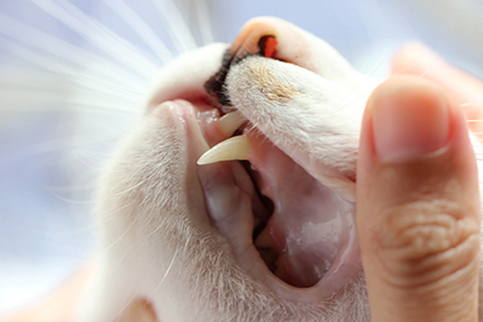 cat teeth