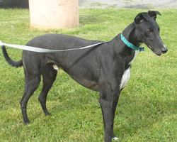 Going Home Greyhounds: Rescue Dog Spotlight