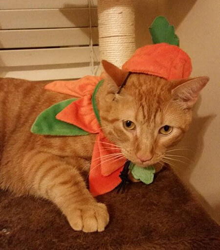Pumpkin Vasquez