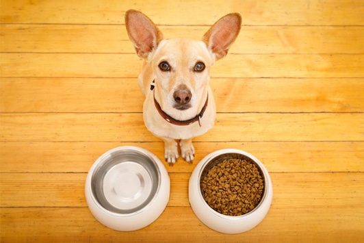 Are Grains Good for Dogs and Cats? What to Know About Brown Rice in Dog Food