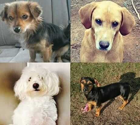 Pets