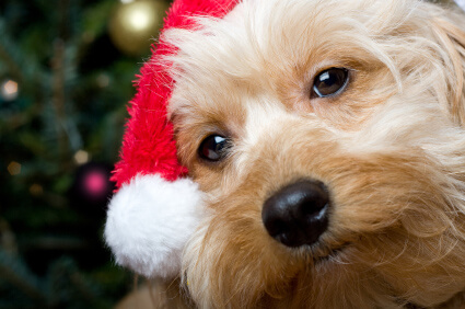 Year-End Reflections: Dr. Jane on Dogs, Cats, and Gratitude