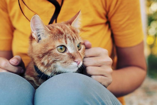 cat sitting on owner's lap