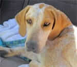 American Black and Tan Coonhound Rescue