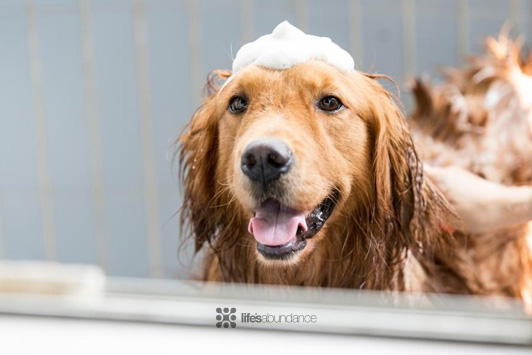 Spa Day for You and Your Dog: Summer Self-Care and Dog Grooming Tips