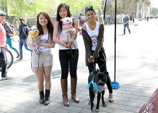 How to Support Dog and Cat Rescue Organizations